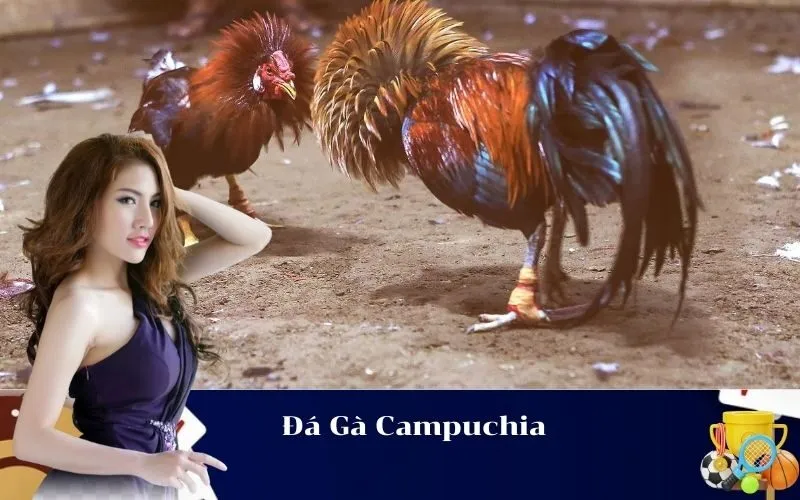 Đá Gà Campuchia
