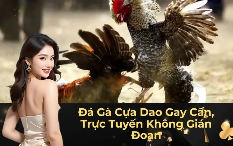 Luật chơi đá gà cựa dao chuẩn quốc tế cho người mới