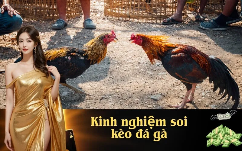 Kinh nghiệm soi kèo đá gà