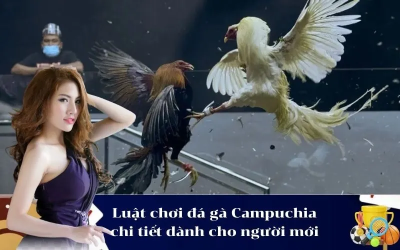Luật chơi đá gà Campuchia chi tiết dành cho người mới