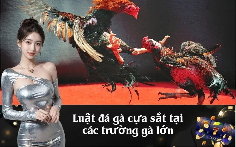 Luật đá gà cựa sắt tại các trường gà lớn